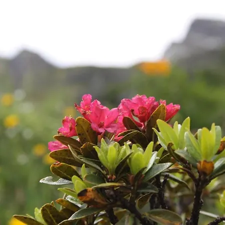 酒店 维泽酒店 3*